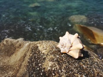 Seashell on rock against sea