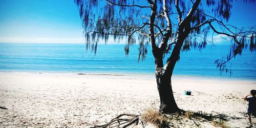 Trees on beach against blue sky