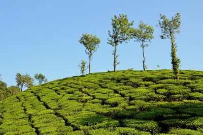 Low angle view of green landscape and trees against clear blue sky