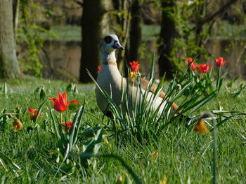 Bird perching on a flower