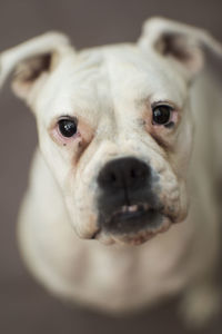 High angle portrait of boxer