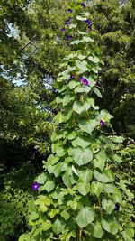 Purple flowering plants in park