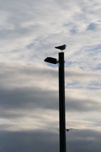 Low angle view of bird perching on pole against sky