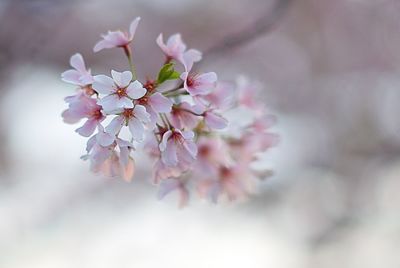 Close-up of pink flowers on tree