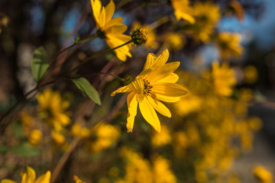 Close-up of yellow flowering plant