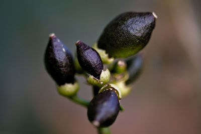 Close-up of plants growing outdoors