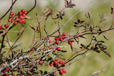 Close-up of berries growing on tree against sky