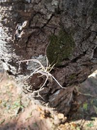 Close-up of dead tree trunk