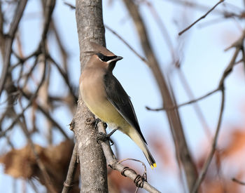 Low angle view of bird perching on branch