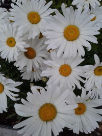 Close-up of fresh white flowers blooming outdoors