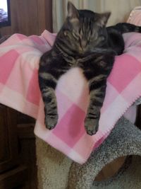 Close-up of cat relaxing on bed at home