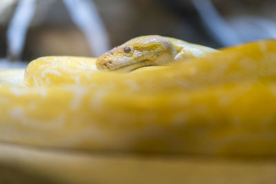 Close-up of snake