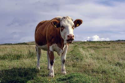 Single cow on a meadow in ireland