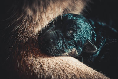 Close-up of a dog sleeping