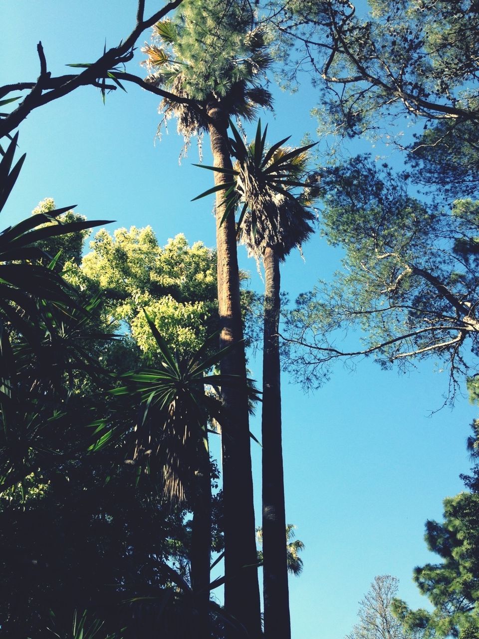 tree, low angle view, clear sky, growth, tree trunk, branch, tall - high, palm tree, built structure, architecture, blue, tall, building exterior, nature, sky, day, outdoors, no people, sunlight, tower