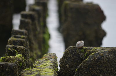 Close-up of small moss on rock