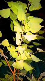 Close-up of leaves
