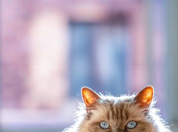 Close-up portrait of a cat