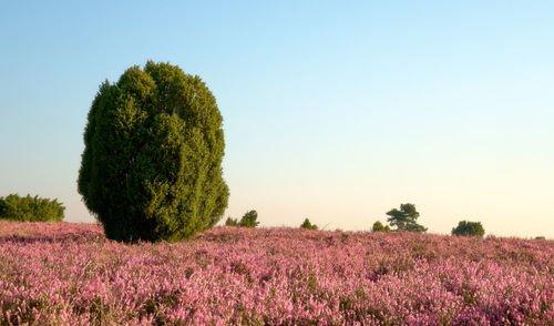 Scenic view of flowering plants on field against clear sky