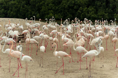 Flock of birds on field