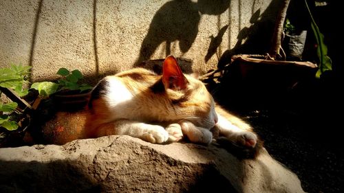 Cat relaxing on floor