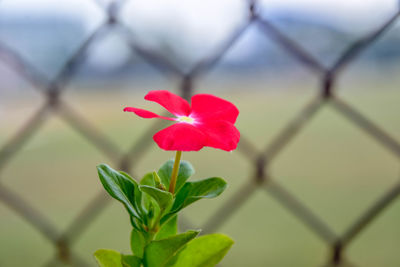 Close-up of pink flowering plant