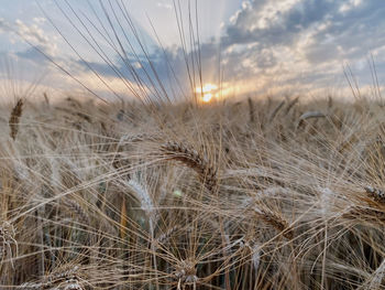 Close-up of wheat field against sky during sunset