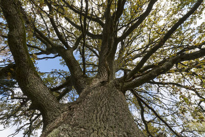 Low angle view of tree against sky