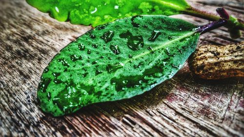 Close-up of green leaf on table