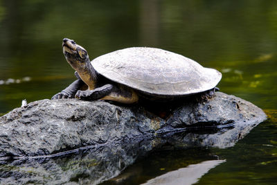 Close-up of turtle in lake