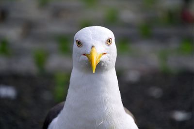 Close-up of a bird
