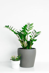 Potted plant against white background