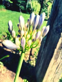 Close-up of white crocus flower