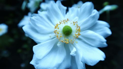 Close-up of white flowering plant
