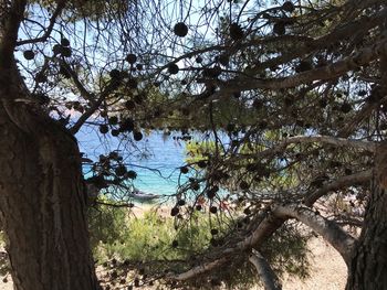 Trees by lake against sky