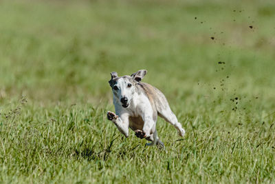 Dog running in