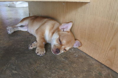 High angle view of a dog sleeping