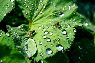 Close-up of raindrops on leaves