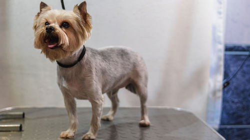 Dog grooming and getting professional service at pet salon by groomer