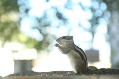 Close-up of squirrel on tree