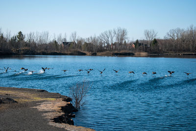 View of birds in lake against clear blue sky