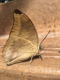 Close-up of butterfly on sand