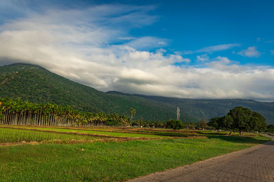 Scenic view of agricultural field against sky