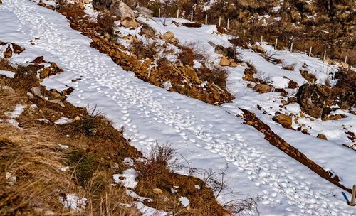 Footsteps on snow, tosh, himachal pradesh