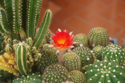 Close-up of succulent plant