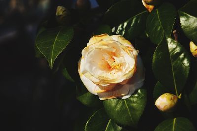 Close-up of rose plant