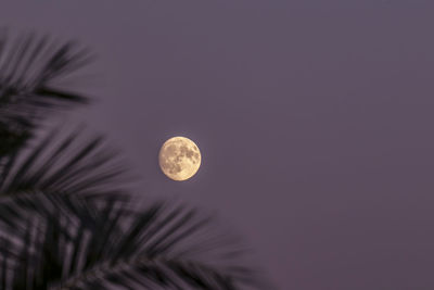 Low angle view of moon against sky at night