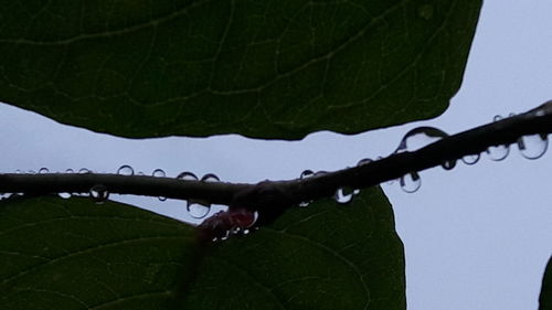 Close-up of wet green leaves