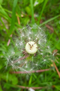 Close-up of dandelion on plant