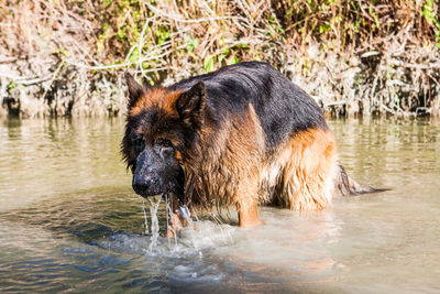 Dog drinking water in a river